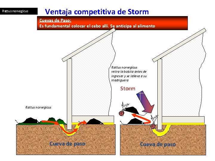 Rattus norvegicus Ventaja competitiva de Storm Cuevas de Paso: Es fundamental colocar el cebo