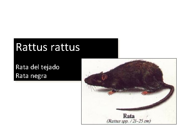 Rattus rattus Rata del tejado Rata negra 