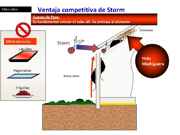 Ventaja competitiva de Storm Rattus rattus Cuevas de Paso: Es fundamental colocar el cebo