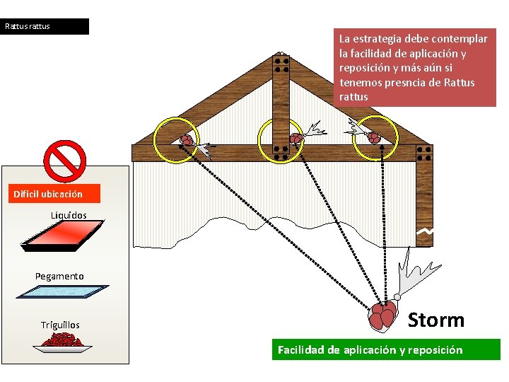 Rattus rattus La estrategia debe contemplar la facilidad de aplicación y reposición y más