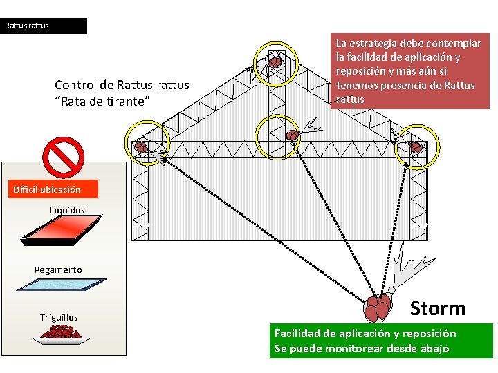 Rattus rattus Control de Rattus rattus “Rata de tirante” La estrategia debe contemplar la