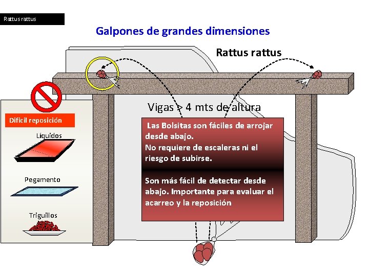 Rattus rattus Galpones de grandes dimensiones Rattus rattus Vigas > 4 mts de altura