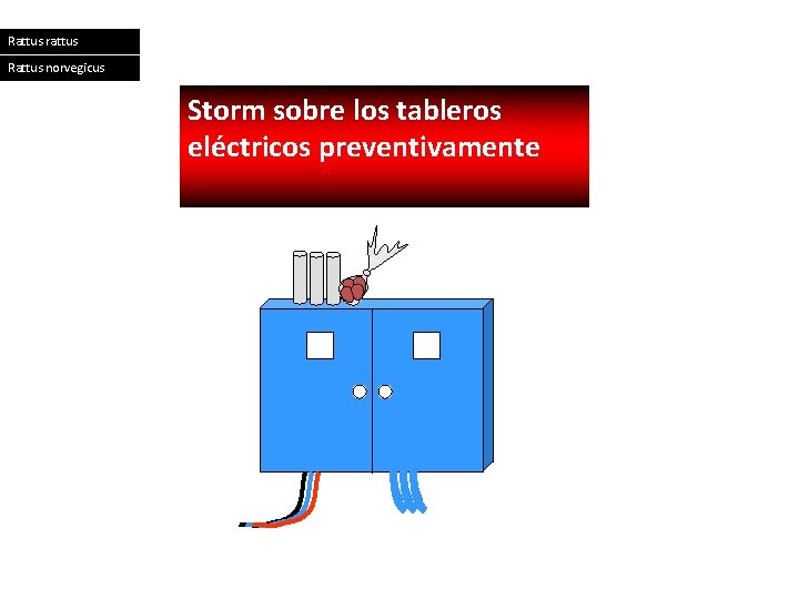 Rattus rattus Rattus norvegicus Storm sobre los tableros eléctricos preventivamente 