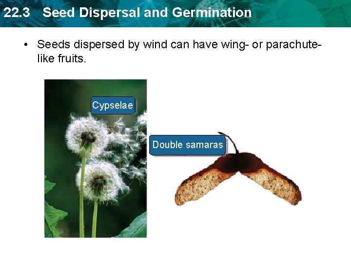 22. 3 Seed Dispersal and Germination • Seeds dispersed by wind can have wing-