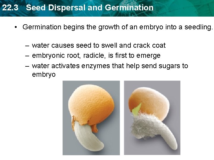 22. 3 Seed Dispersal and Germination • Germination begins the growth of an embryo