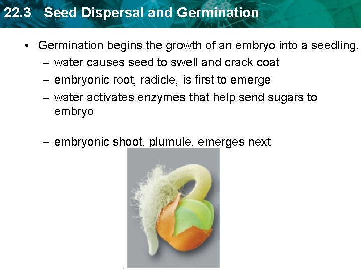 22. 3 Seed Dispersal and Germination • Germination begins the growth of an embryo