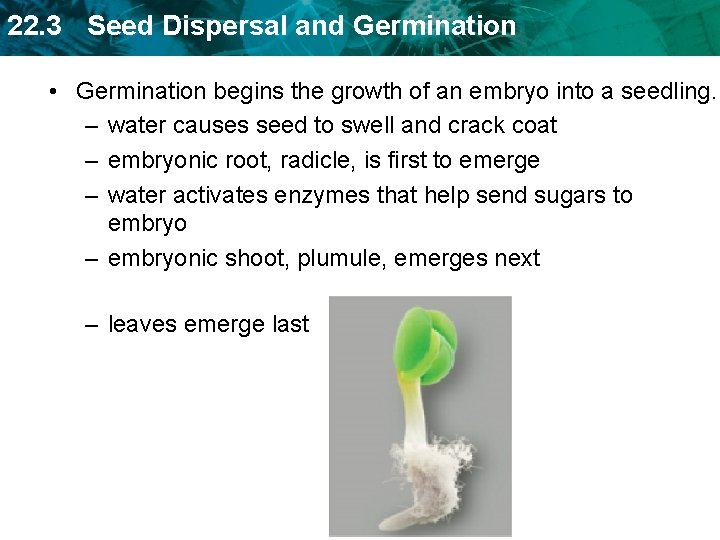 22. 3 Seed Dispersal and Germination • Germination begins the growth of an embryo