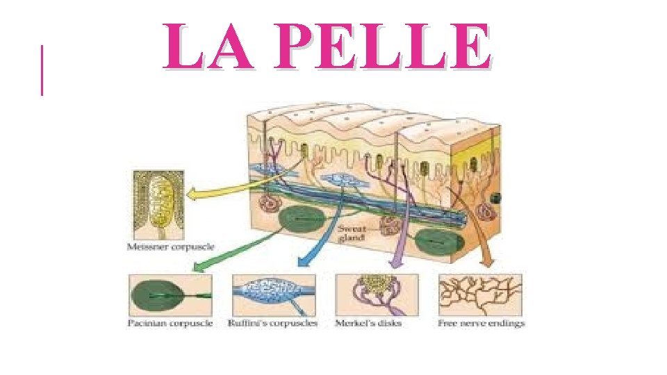 LA PELLE 