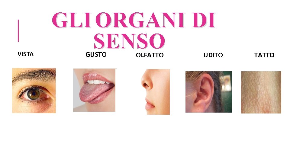 VISTA GLI ORGANI DI SENSO GUSTO OLFATTO UDITO TATTO 