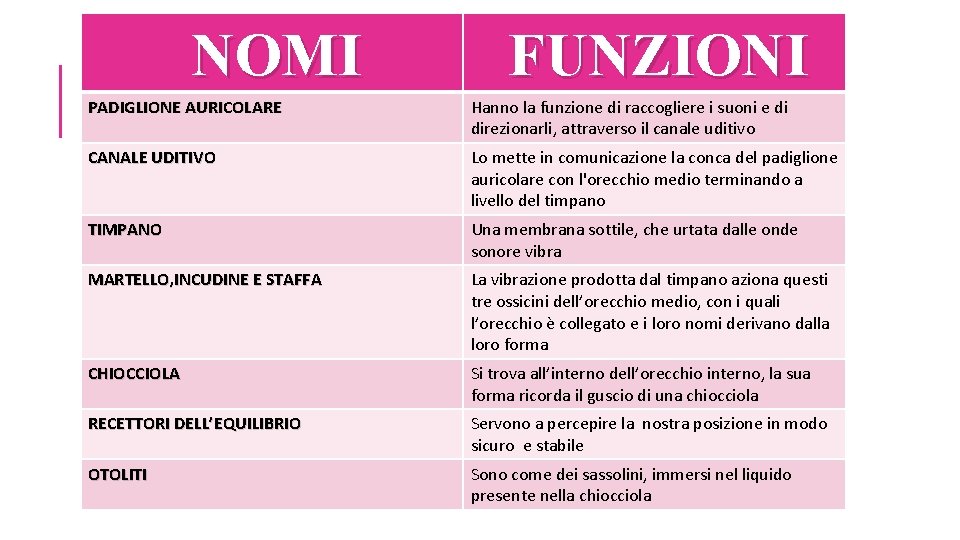 NOMI FUNZIONI PADIGLIONE AURICOLARE Hanno la funzione di raccogliere i suoni e di direzionarli,