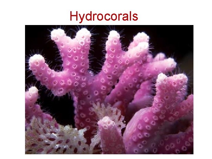 Hydrocorals 