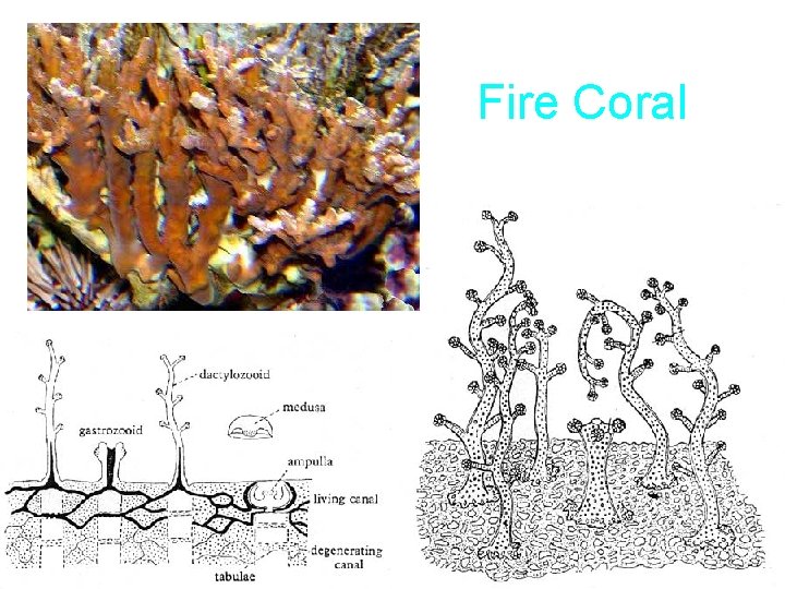 Fire Coral Fire Coral