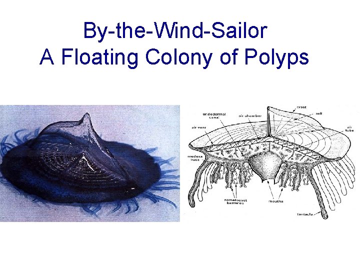 By-the-Wind-Sailor A Floating Colony of Polyps 