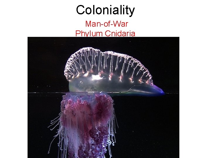 Coloniality Man-of-War Phylum Cnidaria Coloniality Man-of-War Phylum Cnidaria