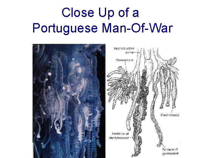 Close Up of a Portuguese Man-Of-War 