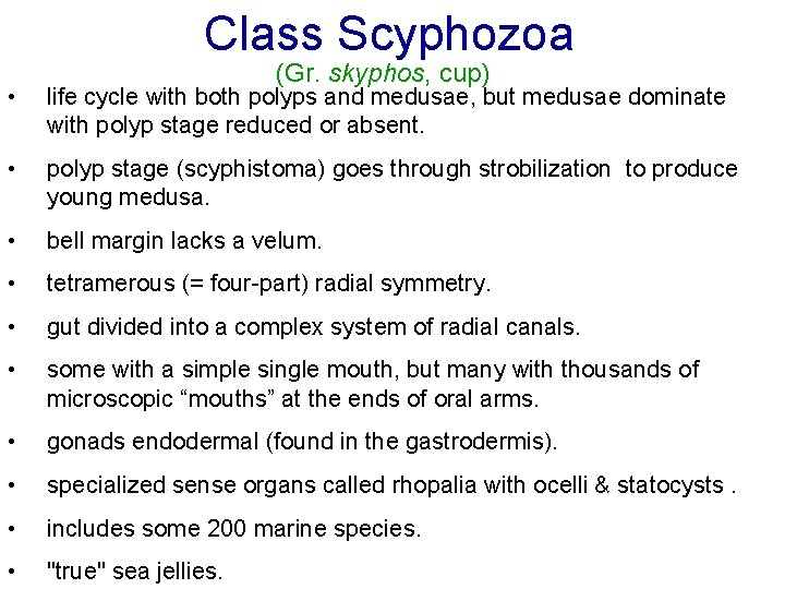 Class Scyphozoa (Gr. skyphos, cup) • life cycle with both polyps and medusae, but