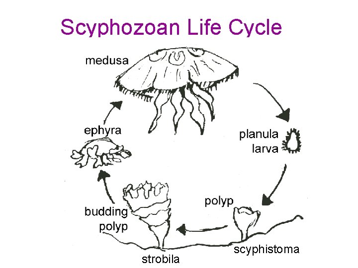 Scyphozoan Life Cycle scyphistoma strobila ephyra planula adult medusa gametes strobila scyphistoma 