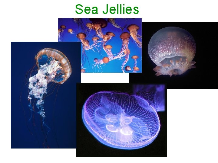 Sea Jellies Sea Jellies