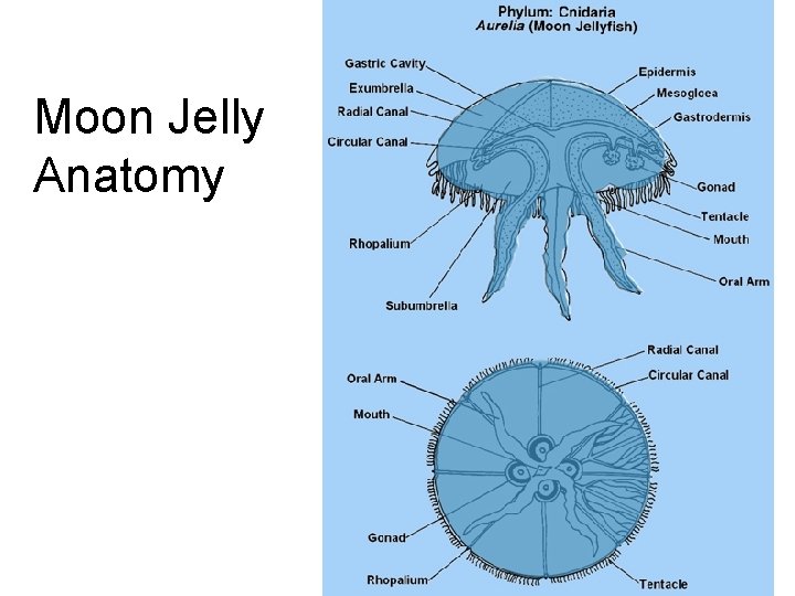Moon Jelly Anatomy Moon Jelly Anatomy