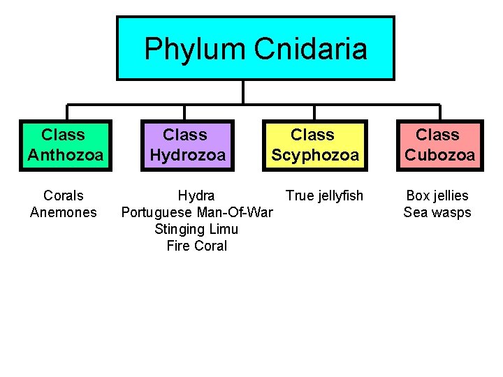 Phylum Cnidaria Class Anthozoa Corals Anemones Class Hydrozoa Class Scyphozoa Hydra True jellyfish Portuguese