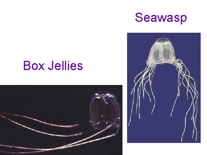 Seawasp Box Jellies 