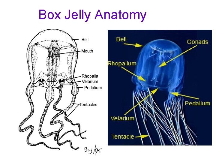 Box Jelly Anatomy 