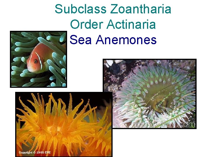 Subclass Zoantharia Order Actinaria Sea Anemones 