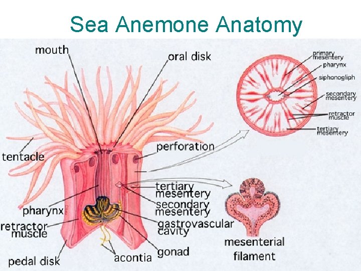 Sea Anemone Anatomy 