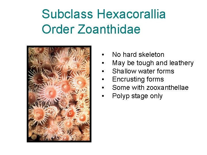 Subclass Hexacorallia Order Zoanthidae • • • No hard skeleton May be tough and