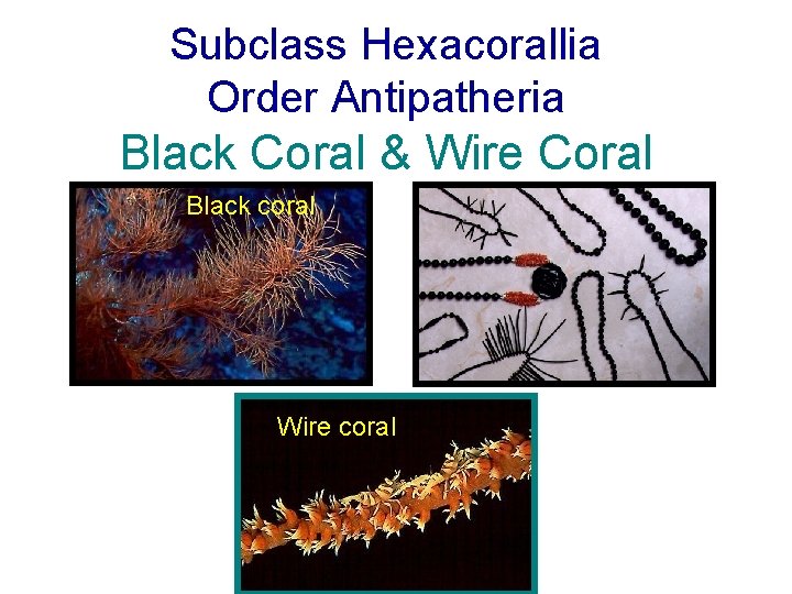 Subclass Hexacorallia Order Antipatheria Black Coral & Wire Coral Black coral Wire coral Subclass Hexacorallia Order Antipatheria Black Coral & Wire Coral Black coral Wire coral