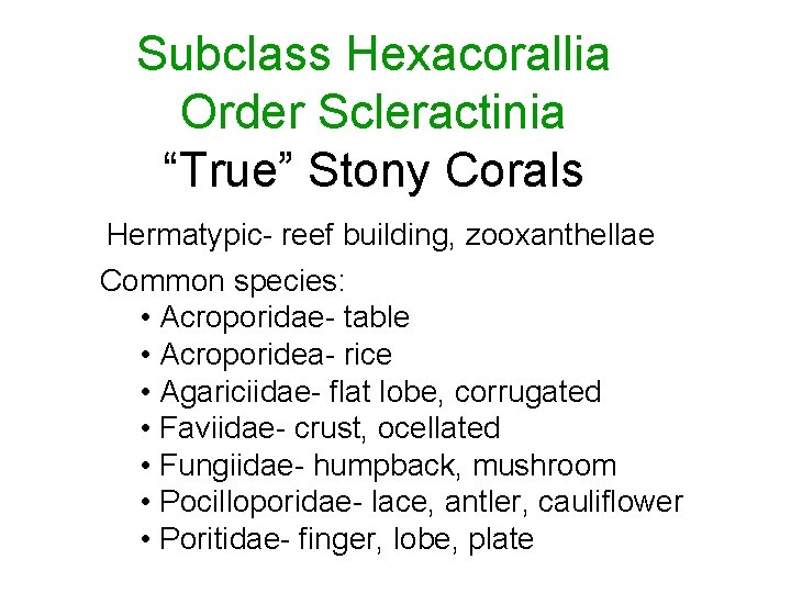 Subclass Hexacorallia Order Scleractinia “True” Stony Corals Hermatypic- reef building, zooxanthellae Common species: •