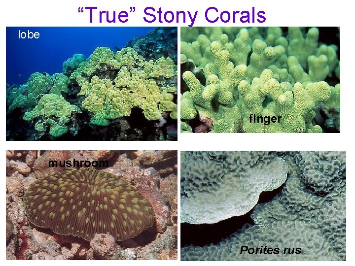 “True” Stony Corals lobe finger mushroom Porites rus 