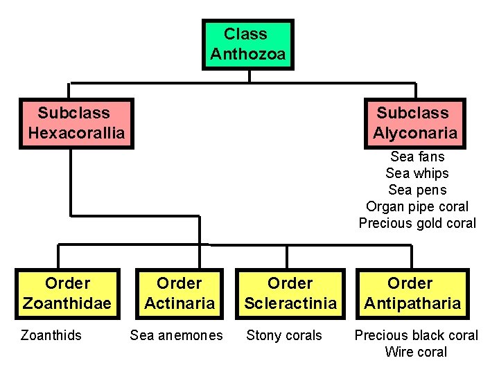 Class Anthozoa Subclass Hexacorallia Subclass Alyconaria Sea fans Sea whips Sea pens Organ pipe