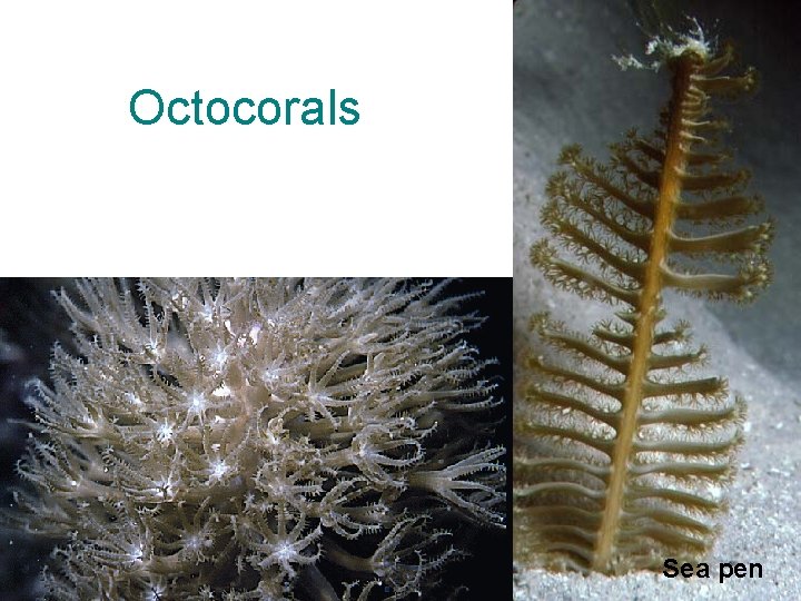 Octocorals Sea pen 