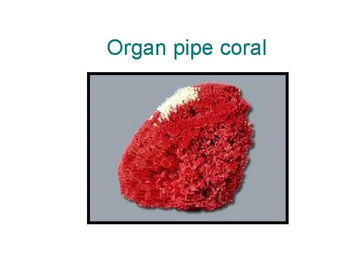 Organ pipe coral 
