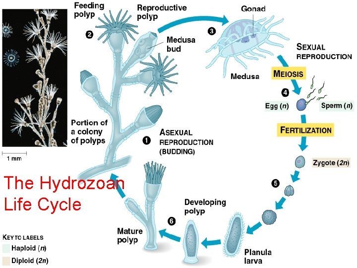 The Cnidarian Life Cycle The Hydrozoan Life Cycle 