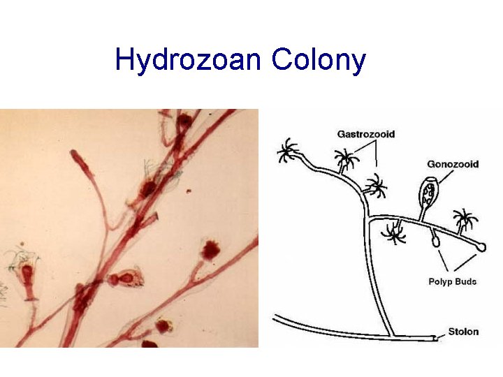 Hydrozoan Colony 