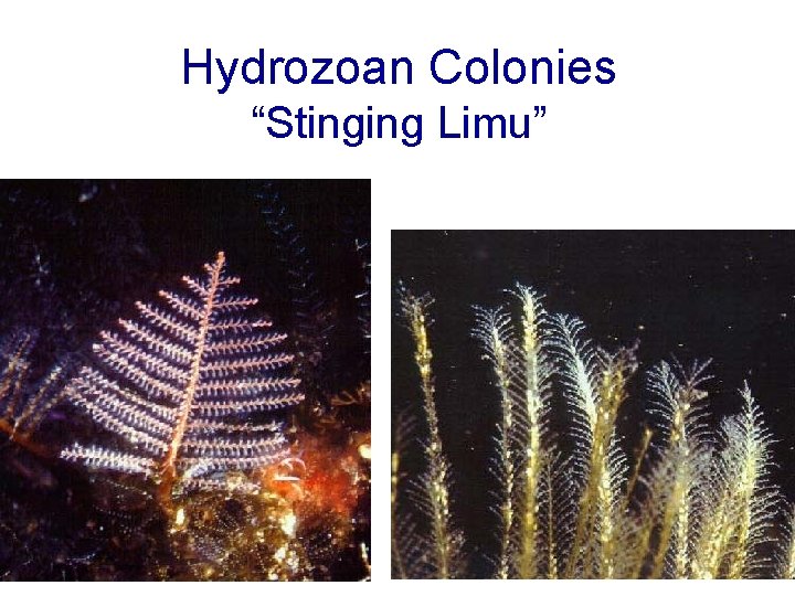 Hydrozoan Colonies “Stinging Limu” Hydrozoan Colonies “Stinging Limu”