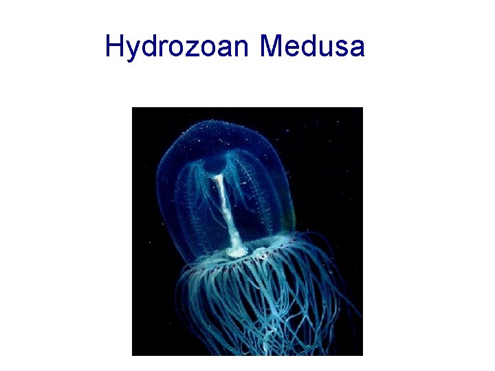 Hydrozoan Medusa 