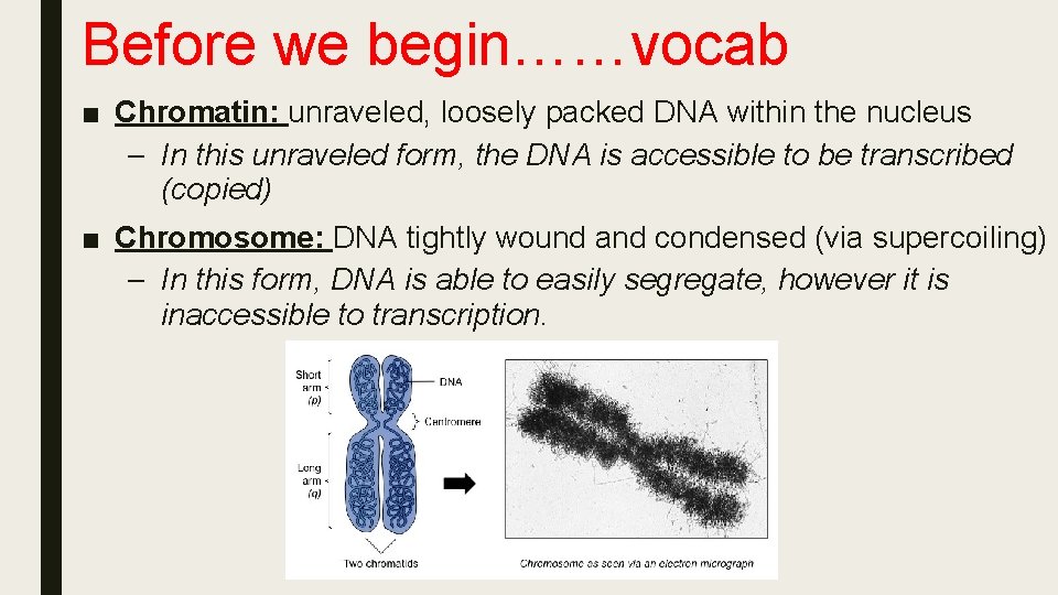 Before we begin……vocab ■ Chromatin: unraveled, loosely packed DNA within the nucleus – In