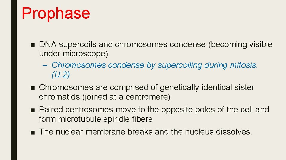 Prophase ■ DNA supercoils and chromosomes condense (becoming visible under microscope). – Chromosomes condense