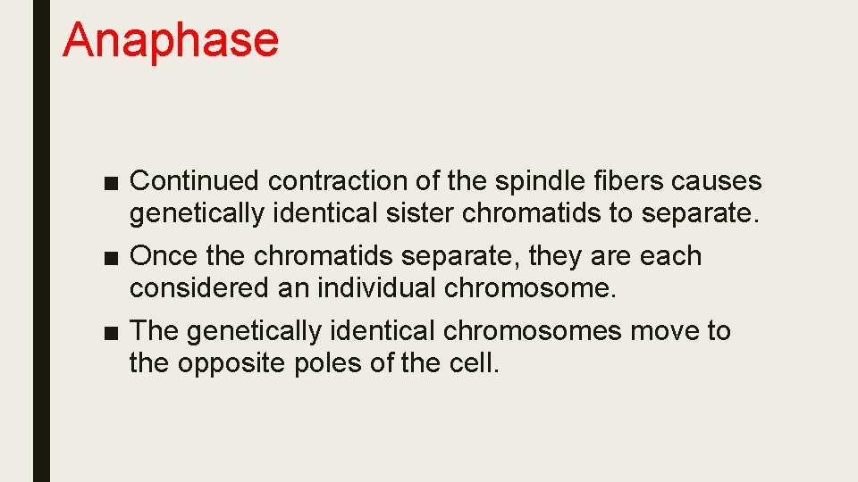 Anaphase ■ Continued contraction of the spindle fibers causes genetically identical sister chromatids to
