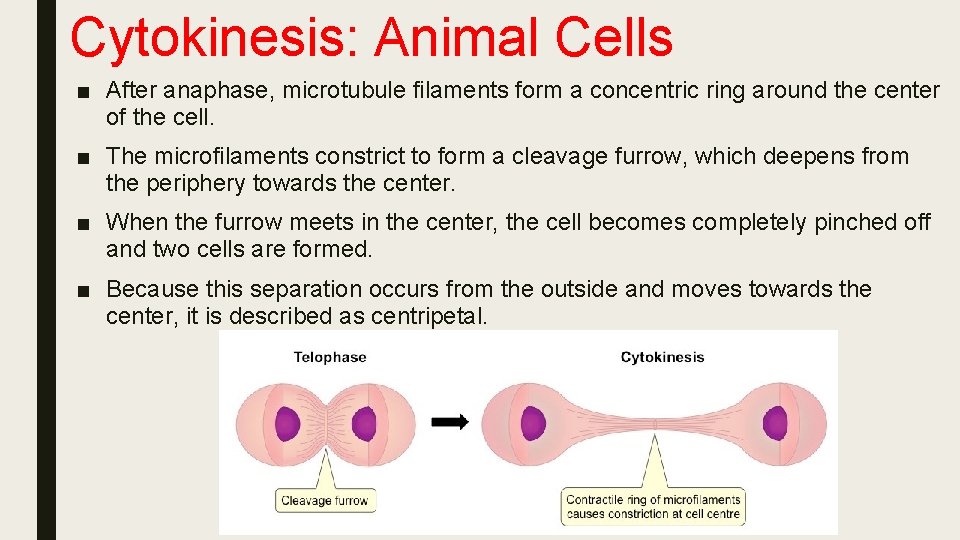 Cytokinesis: Animal Cells ■ After anaphase, microtubule filaments form a concentric ring around the