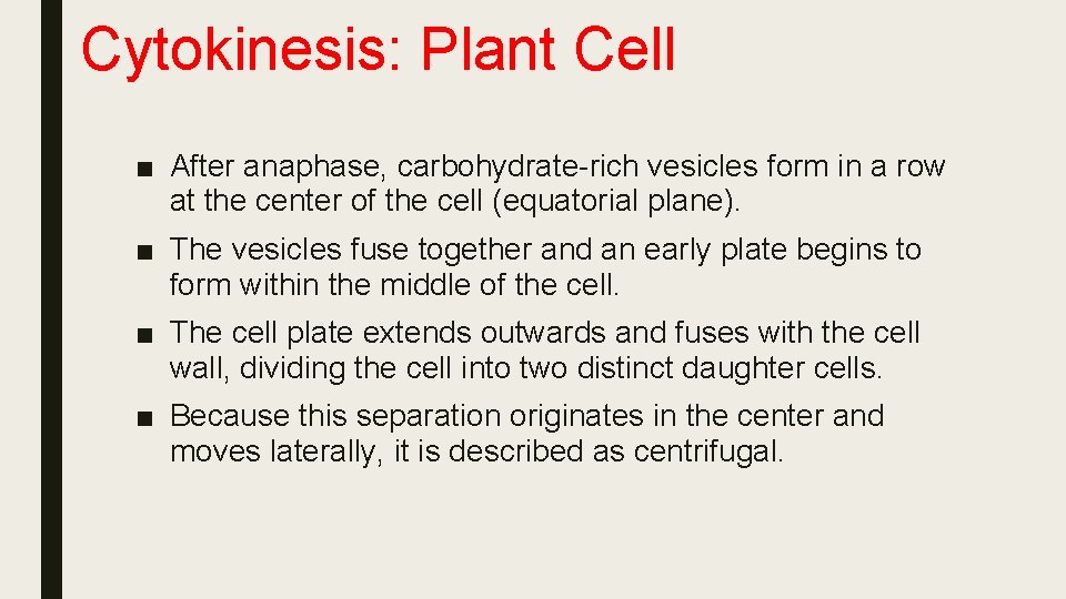 Cytokinesis: Plant Cell ■ After anaphase, carbohydrate-rich vesicles form in a row at the