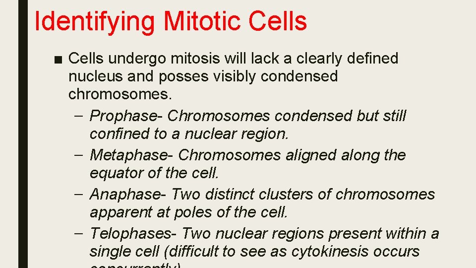 Identifying Mitotic Cells ■ Cells undergo mitosis will lack a clearly defined nucleus and