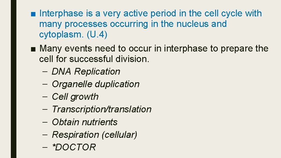 ■ Interphase is a very active period in the cell cycle with many processes