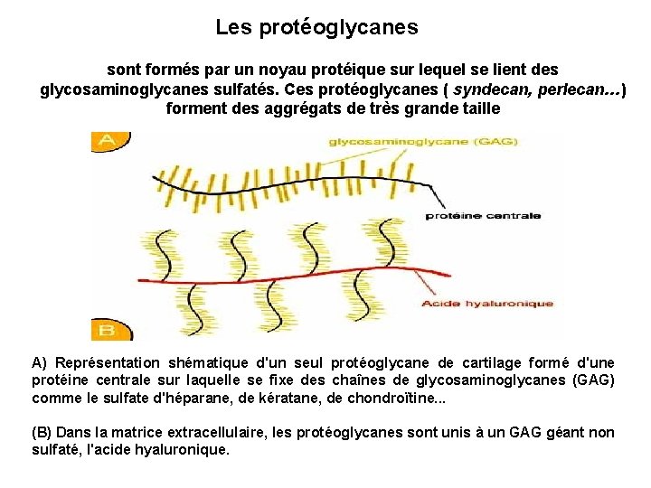 Les protéoglycanes sont formés par un noyau protéique sur lequel se lient des glycosaminoglycanes