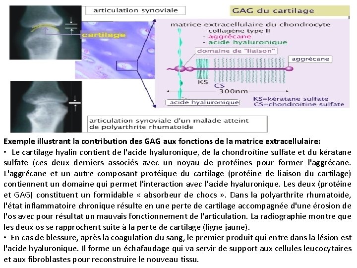 Exemple illustrant la contribution des GAG aux fonctions de la matrice extracellulaire: • Le