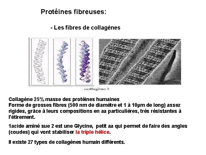 Protéines fibreuses: - Les fibres de collagènes Collagène 25% masse des protéines humaines Forme