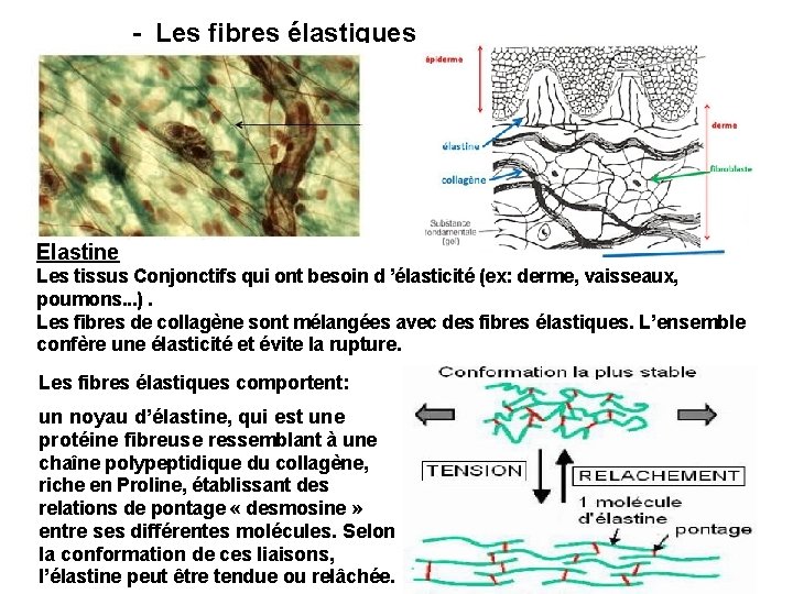 - Les fibres élastiques Elastine Les tissus Conjonctifs qui ont besoin d ’élasticité (ex: